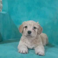 سگ شیتزو تریر