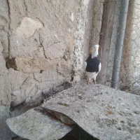 طوق سیاه|پرنده|دهدشت, |دیوار