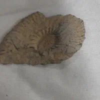 سنگ آمونیت|کلکسیون اشیاء عتیقه|مبارکه, |دیوار