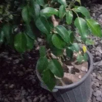 فروش  بنجامین ابلغ  و بلک  و یوکا  تنه دار .رخ زده|گل و گیاه طبیعی|نشتارود, |دیوار