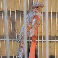 قناری ماده حاضر۱۰عدد عروس ۸عدد