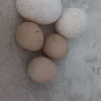 تخم مرغ نطفه دار بوقلمون و مرغ شاخدار