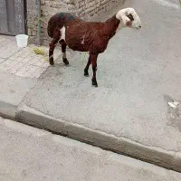 گوسفند خونی برای رفع بلا