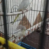 عروس هلندی نر لوتینو