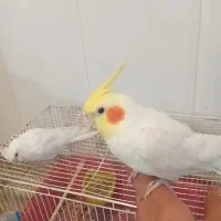 عروس هلندی نر سوخت گو وکامل دستی مست مست|پرنده|اندیمشک, |دیوار