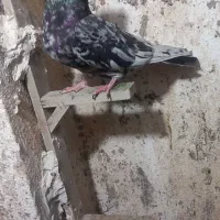 کفتر سرور کاکل|پرنده|شیراز, جوادیه|دیوار