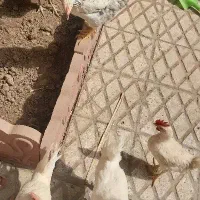 فروش فوری تعدادی خروس و یکعددمرغ
