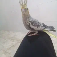 فروش عروس هلندی ۶ماهه نردستی وسخنگو