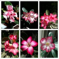 خدمات باغبانی گل و گیاهان آپارتمانی داخل منزل|خدمات باغبانی و درختکاری|تبریز, |دیوار