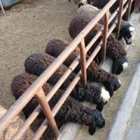 بره نر