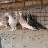 کفتر