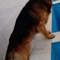 توله ژرمن شپرد شولاین