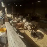 بز چاق|حیوانات مزرعه|اندیمشک, |دیوار