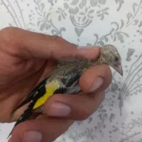 جوجه سهره