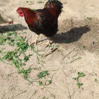خروس ویاندوت