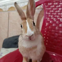 واگذاری پشمک، خرگوش خانگی عزیز و دوست داشتنی