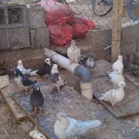 کبوتر پرشی|پرنده|سیرجان, |دیوار