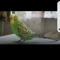مرغ عشق|پرنده|کرج, شهرک فهمیده|دیوار