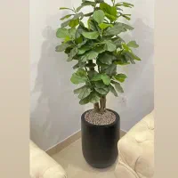 لیراتا