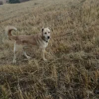 سگ گله