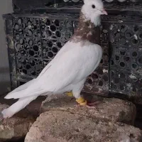 طوقی  الماسی  شازده|پرنده|شیراز, آزادگان|دیوار