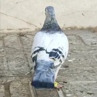 یک جفت نروماده پلاکی کفتر شهرستان