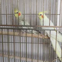 عروس هلندی|پرنده|اردبیل, |دیوار