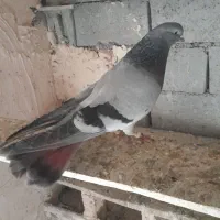 کبوتر تهرانی سبز بازی دار شدید