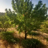باغ کنار جاده اصلی پل زمانخان