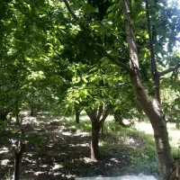 فروش باغ شبستر...ک|فروش دفتر صنعتی، کشاورزی، تجاری|تبریز, |دیوار