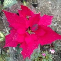 بیش از ده حراجی گل آپارتمانی