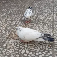 کبوتر