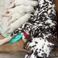 سگ شکاری نژاد دالمیشن