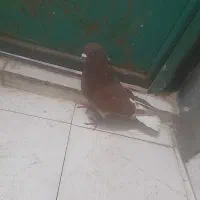 کبوتری سرخ خارمشکی نر
