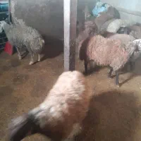 بره نر|حیوانات مزرعه|دهگلان, |دیوار