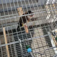 سهره ماده درجه یک طلا