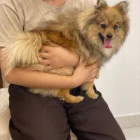 سگ خانگی|سگ|مشگین شهر, |دیوار