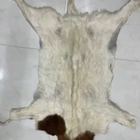 پادری|پادری|مشهد, سرافرازان|دیوار