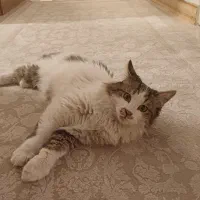 گربه|حیوانات|تهران, تهرانپارس غربی|دیوار