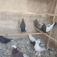 کبوتر رنگی