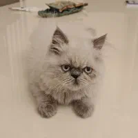 گربه هیمالین بریتیش|گربه|رشت, نیکمرام|دیوار