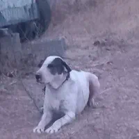 سگ بولی کوتاه