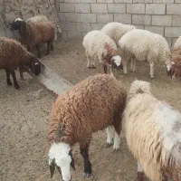 بره نر و ماده