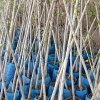 نهال پیوندی و بذری|خدمات باغبانی و درختکاری|عباس‌آباد, |دیوار