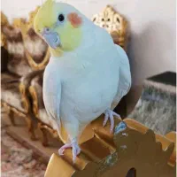 عروس هلندی، مولد کار داده،بالغ،سخنگو بافیلم