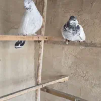 کل دم سیاه خال قدیم|پرنده|قم, شهرک مهدیه (مدرس)|دیوار