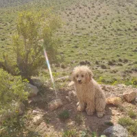 پودل های فرفری