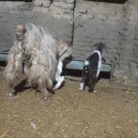 بزدوقلو زا لون سالم وشیرا|حیوانات مزرعه|بروجرد, |دیوار