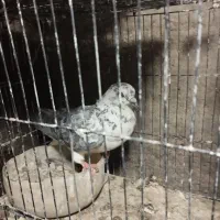 ماده سوسکی|پرنده|اصفهان, شهشهان|دیوار