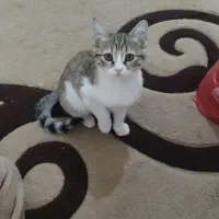 بچه گربه گم شده